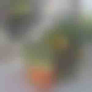 Organizer do Lodówki | FRESHDISH