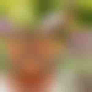 Doniczki z regulacją wysokości (3x darab) | PLANTUP