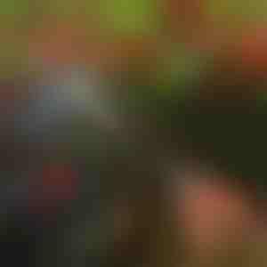 Nożyce do przycinania drzew | TREESNIP