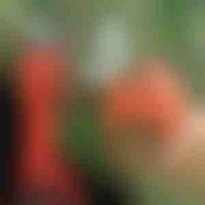 Elektryczne nożyce do przycinania, bezprzewodowe do ogrodu i sadu | WHIZZPRUNER