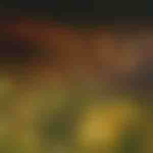 Ogrodowe lampy solarne (ciepłe światło) | SOMPEX